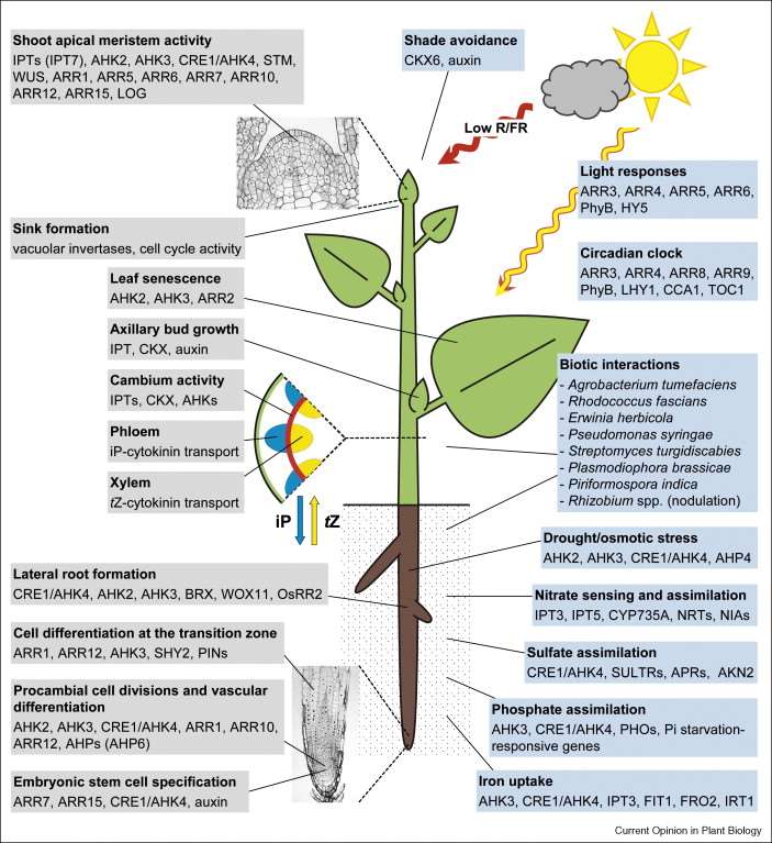 Above-ground and below-ground actions of cytokinin in regulating plant development